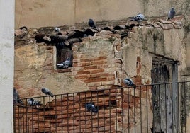 Cetrería, redes y jaulas para combatir la plaga de palomas