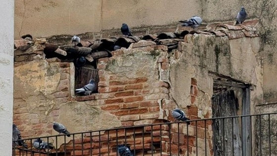 Cetrería, redes y jaulas para combatir la plaga de palomas
