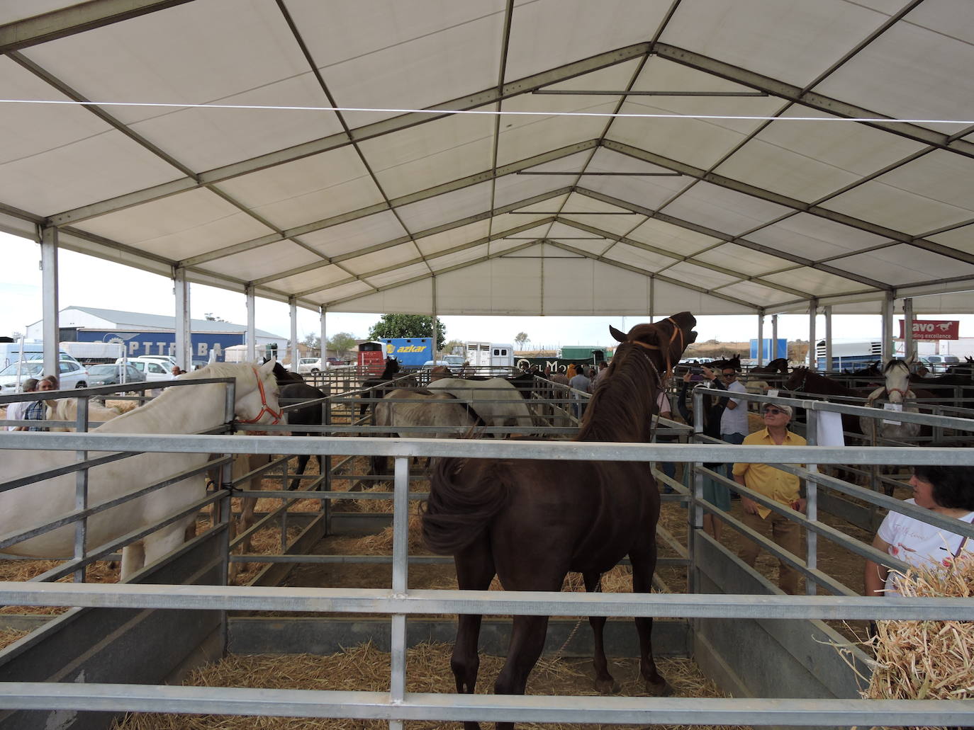 Fotos: FOTOS DE LAS FERIAS Y FIESTAS DE SAN MATEO 2019 - Parte 1