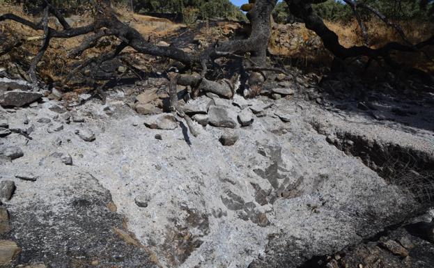La encina calcinada caída sobre los restos de la antigua torre de vigilancia y la maqbara. 
