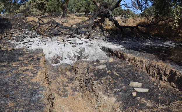 La encina calcinada depositada sobre la maqbara musulmana y la torre de vigilancia excavadas 
