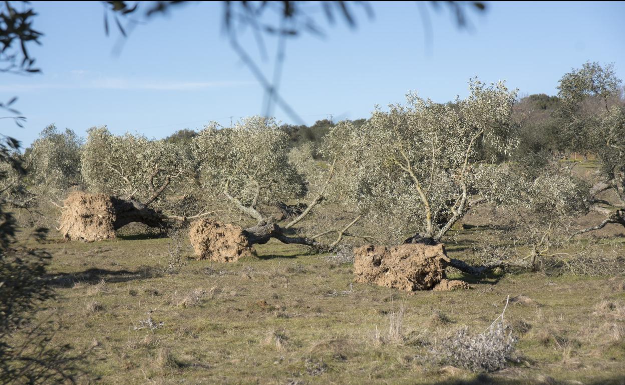 Olivos arrancados para la instalación de placas solares