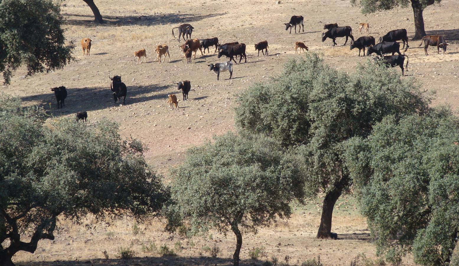 Toros en la dehesa. 