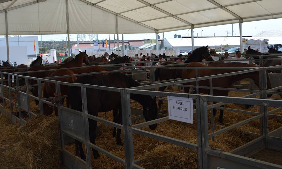 El ganado equino se adueña del recinto expositivo “como aquel tradicional rodeo”