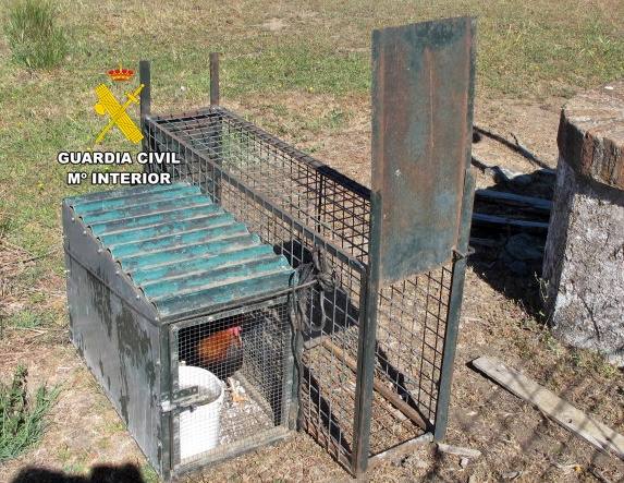 Trampa que se hallaba instalada con un gallo en su interior a modo de cebo