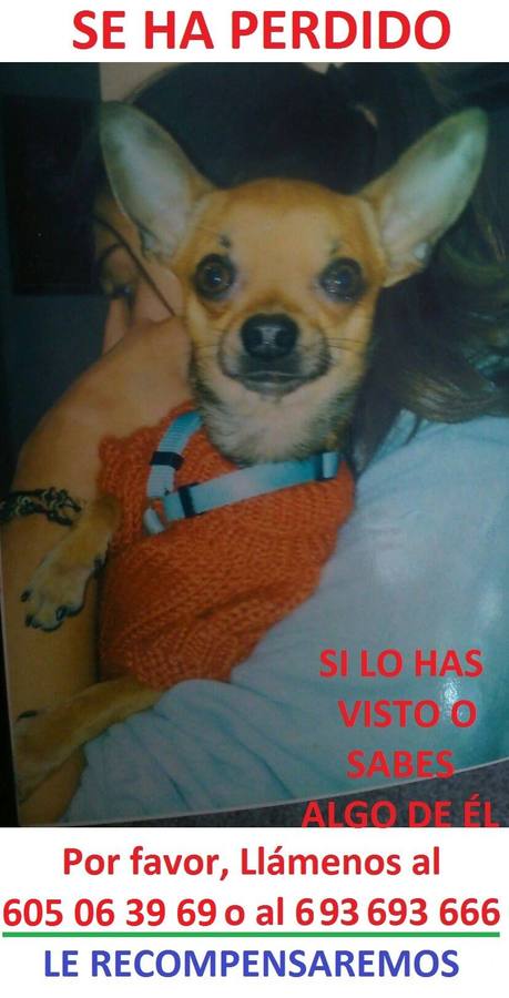Buscan a un chihuahua perdido esta mañana