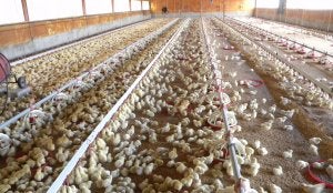 Sale a información pública una granja avícola que criará 150.000 pollos al año