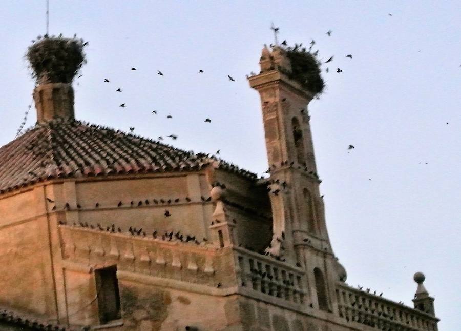 Hartos de los pájaros