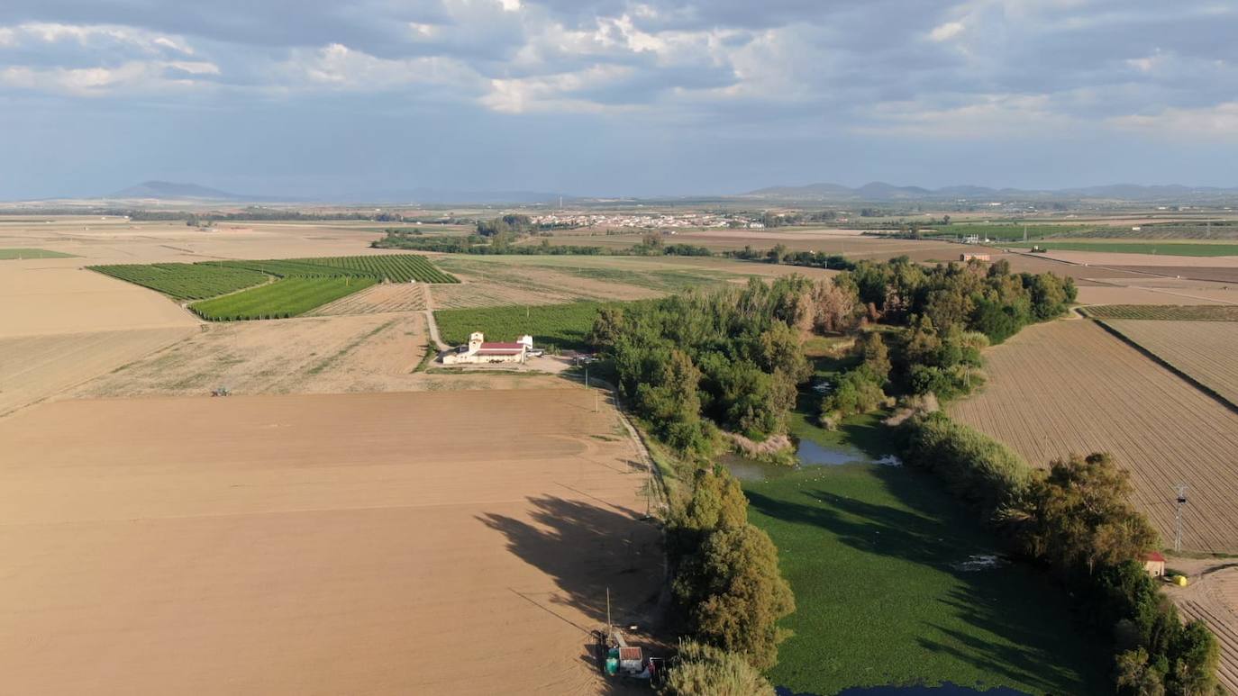 Otro plano de la imagen del camalote inundando el Guadámez, al fondo Valdetorres.