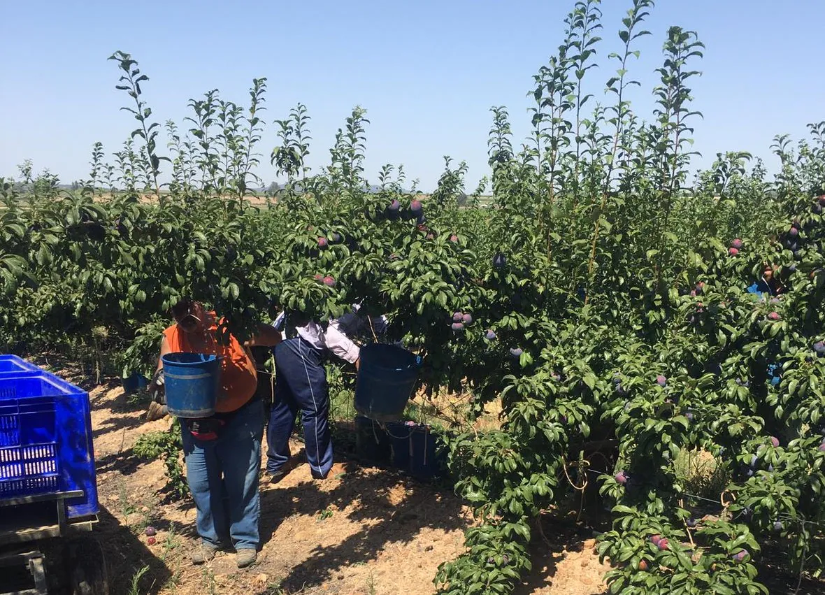 Trabajadores recolectando ciruelas en la finca municipal de Guareña.