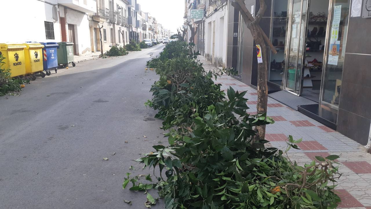 Aspecto de la calle Luis Chamizo tras la poda de los naranjos que serán arrancados.