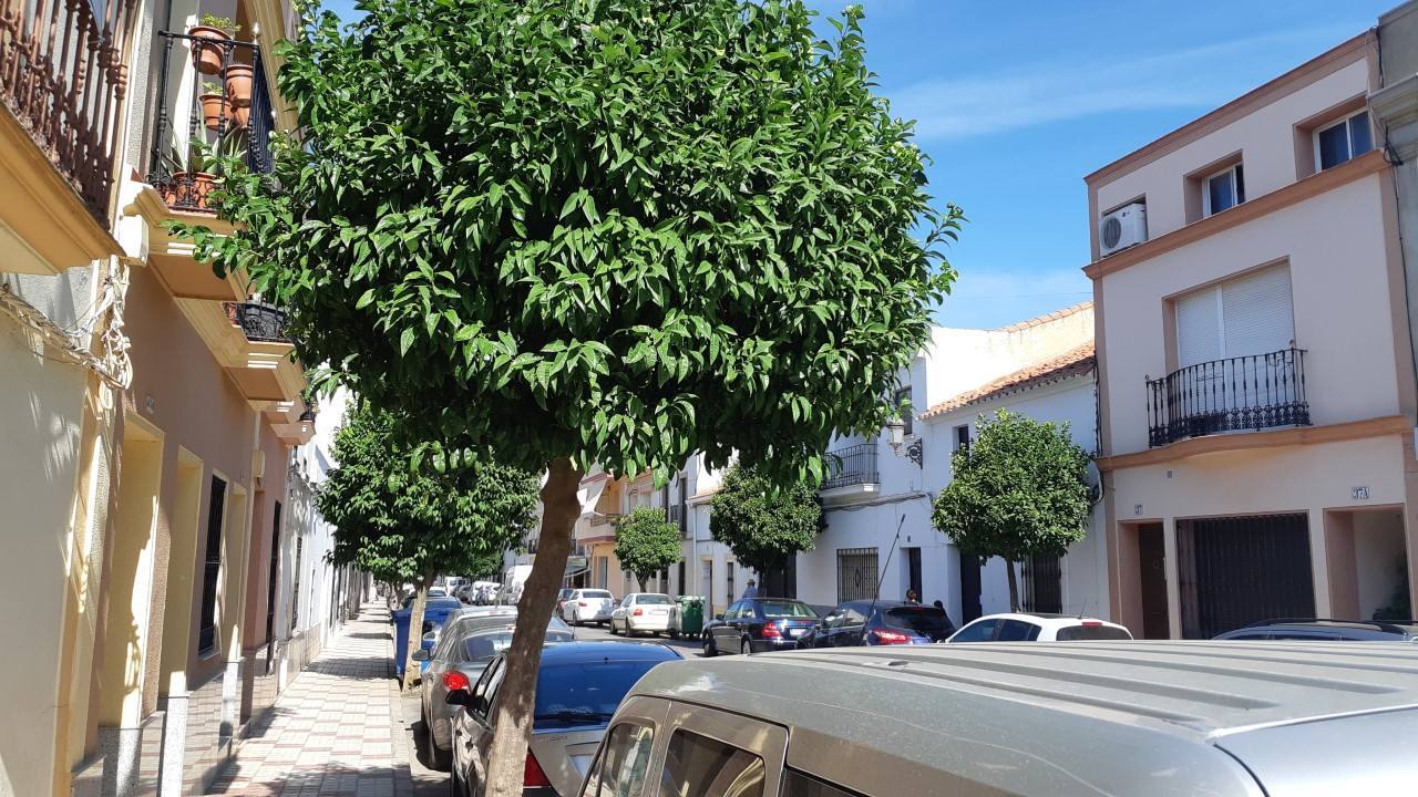 Naranjos de la calle Luis Chamizo ya en el recuerdo.