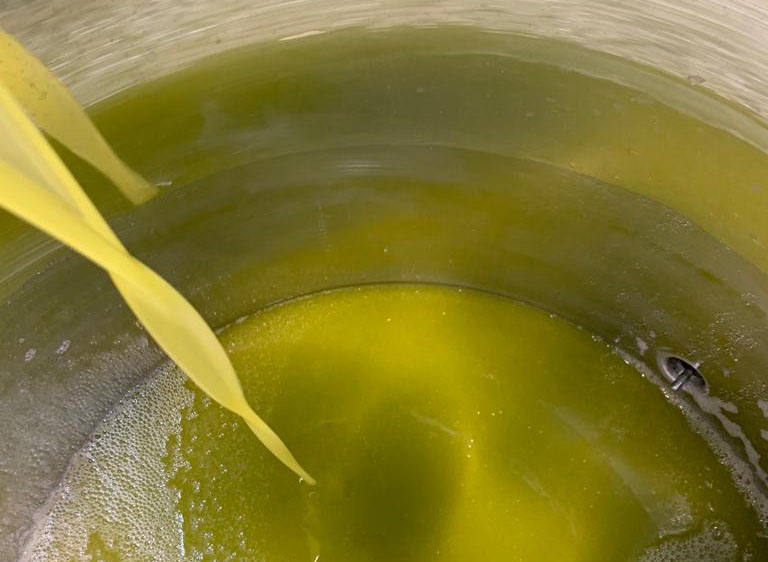 Aceite fresco de la campaña de aceitunas de Guareña recién finalizada.