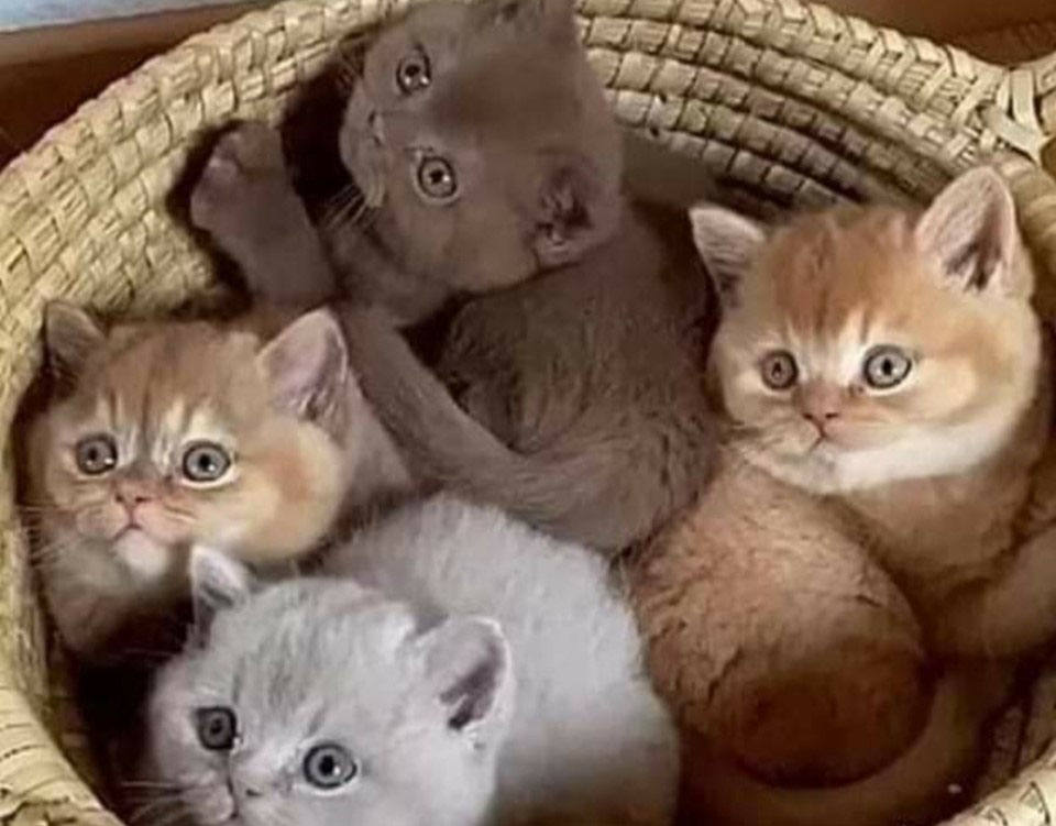 Cuatro gatitos en un cesto.