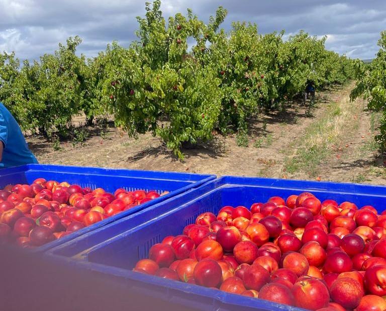 Se prevé recolectar en torno a 800 toneladas de nectarinas