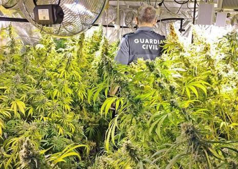 Plantas de marihuana en una nave en Guareña.