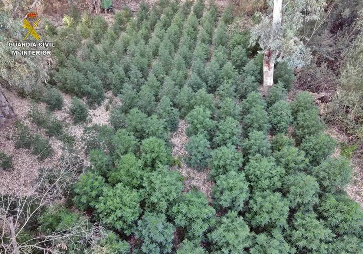 Plantación por marihuana en una isleta del río Guadiana a su paso por Guareña.