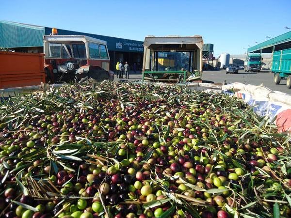 La cooperativa San Pedro espera una máquina de prueba que moltura 500 toneladas de kilos al día