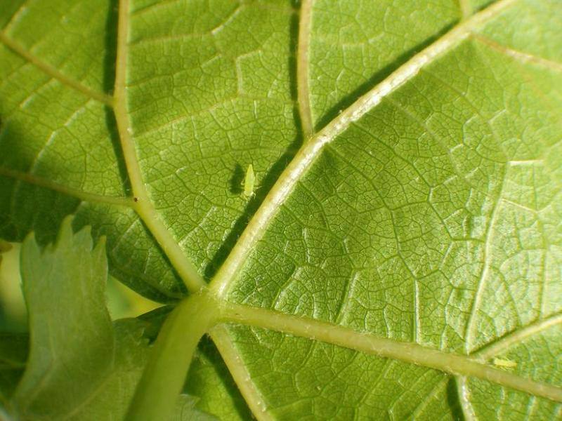Aumento de las poblaciones del mosquito verde en las viñas