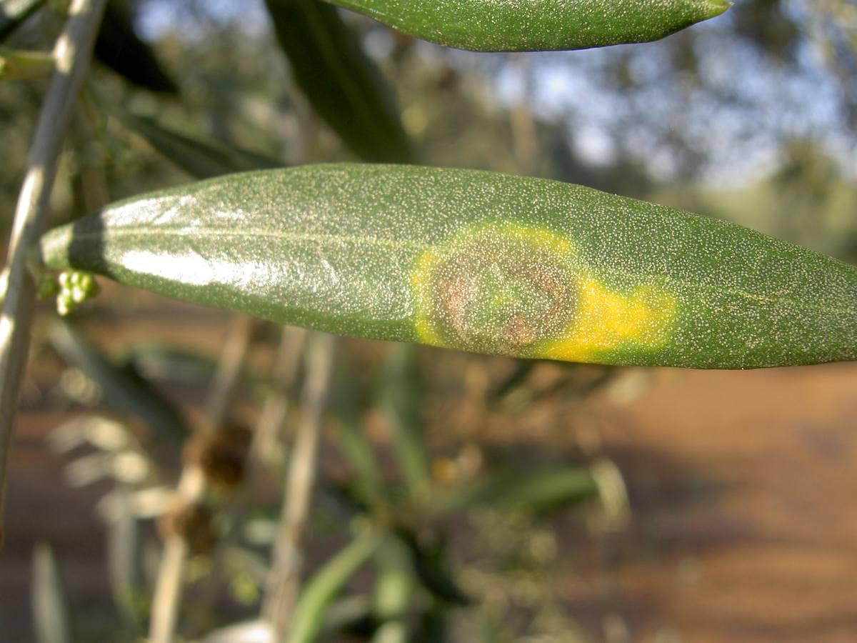 Señales de la enfermedad 'repilo' en hojas del olivo.