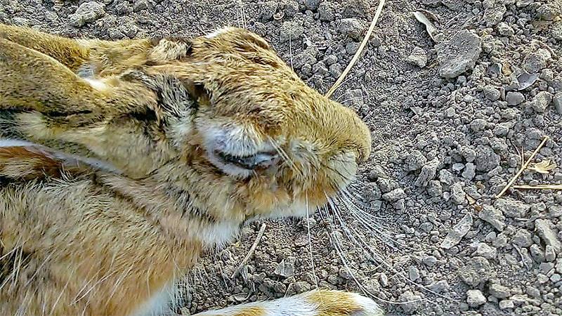 La caza en Guareña sufre la mixomatosis en las liebres