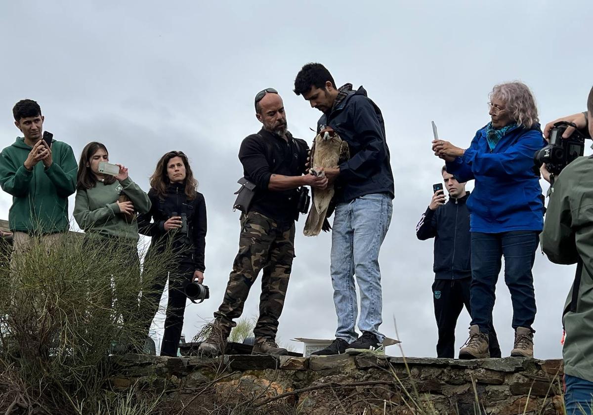 Liberada en el Valle del Matachel un Águila imperial recuperada en centro de AMUS