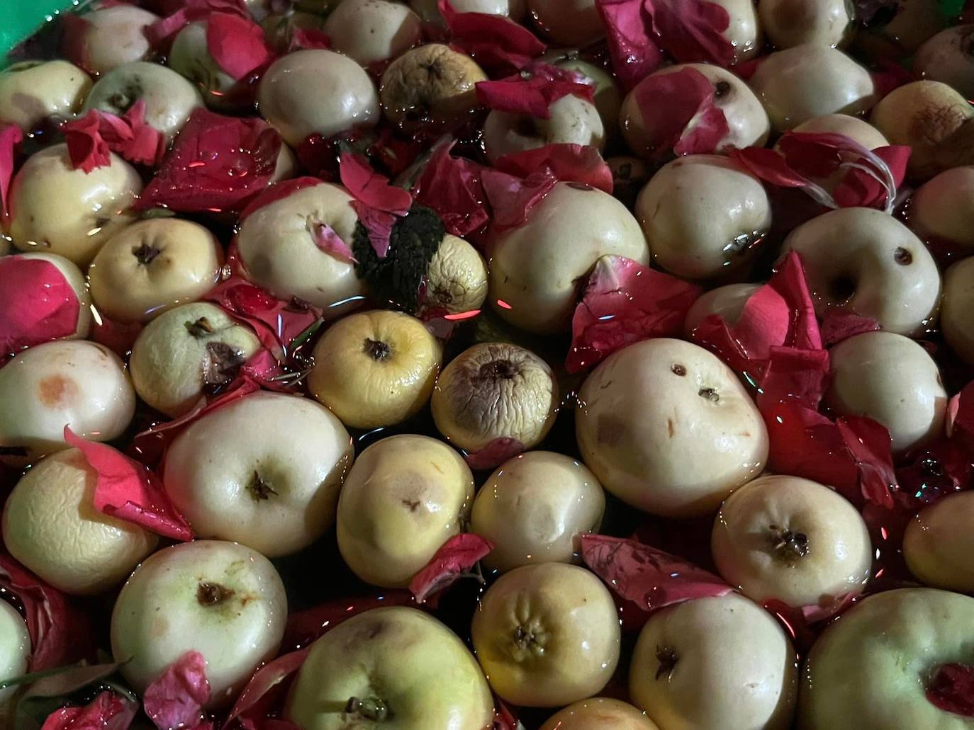 Peros y pétalos de rosa en el Pilar de San Francisco