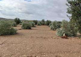 Olivos arrancados olivar de Hornachos