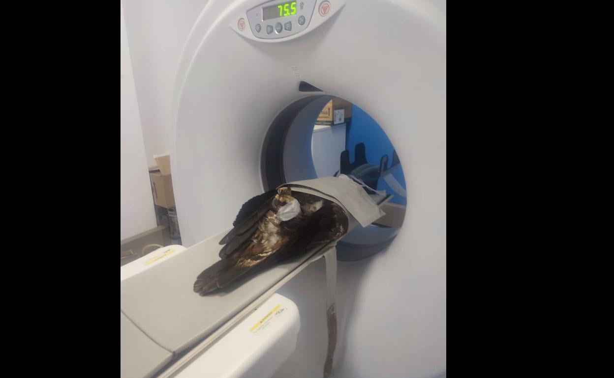 Este miércoles 15 de febrero el SEPRONA pondrá en libertad un Águila real recuperada en el centro de AMUS provista de un emisor GPS