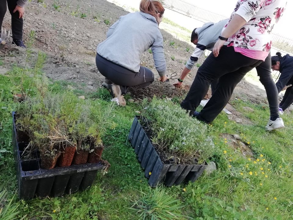 Alumnos y profesores plantando.