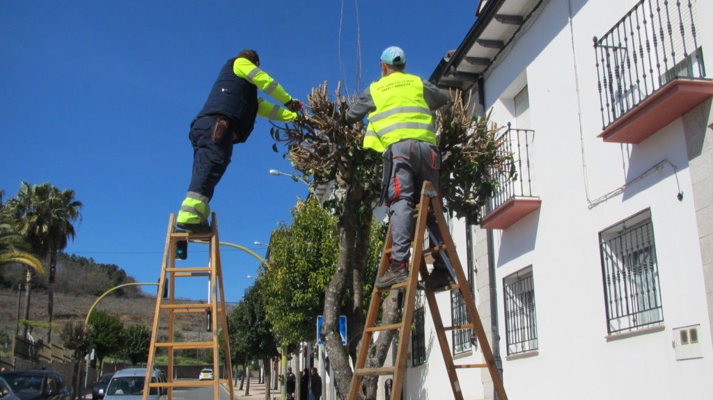 Jardineros realizando podas estos días. 