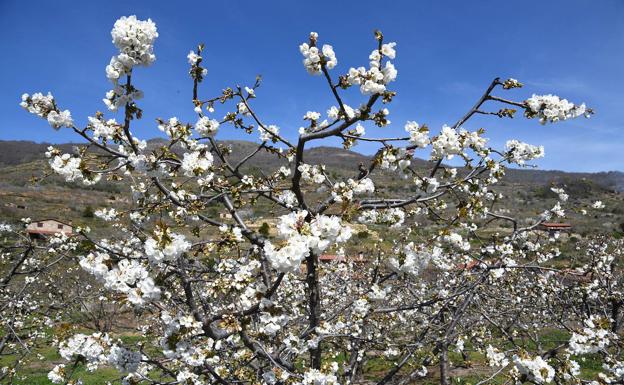 Cerezos en flor: Seis lugares en España para disfrutar de este espectáculo