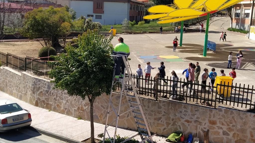 Jardinero municipal podando los árboles ornamenteales estos días. 