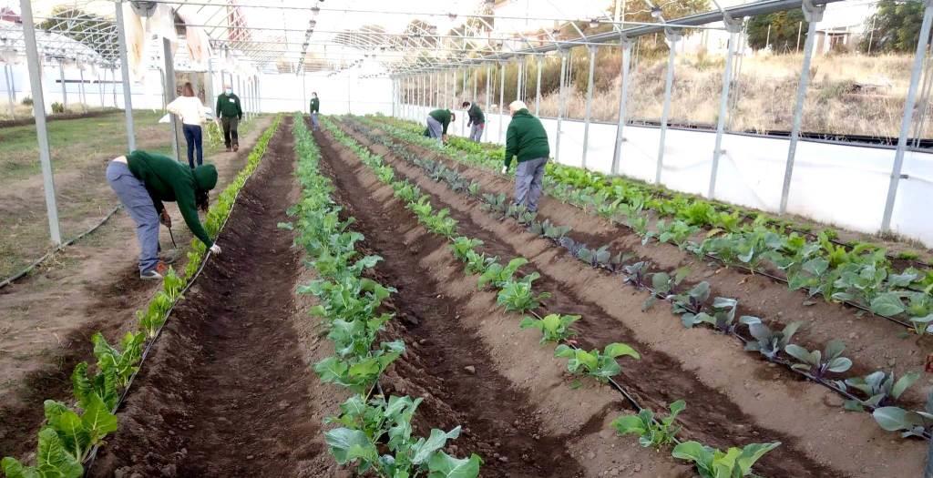 Los alumnos-trabajadores de la escuela profesional en los invernadores municipales.