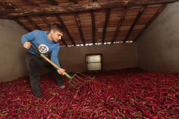 Secado de pimiento para pimentón 