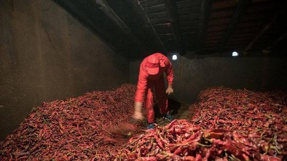 Ayudas para el secado de pimientos para pimentón