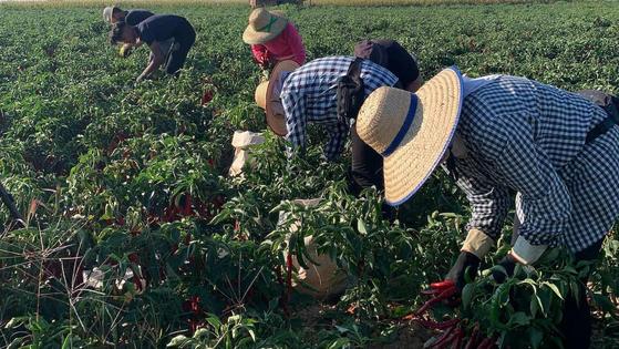 La cosecha de pimiento para pimentón será de unos 4,1 millones de kilos