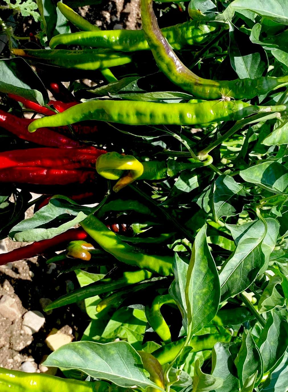 Convocado el Concurso del Tabaco y el Pimiento