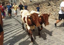 Dos de los bueyes bajando por la Crucera de Santa María hacia la Plaza Mayor.