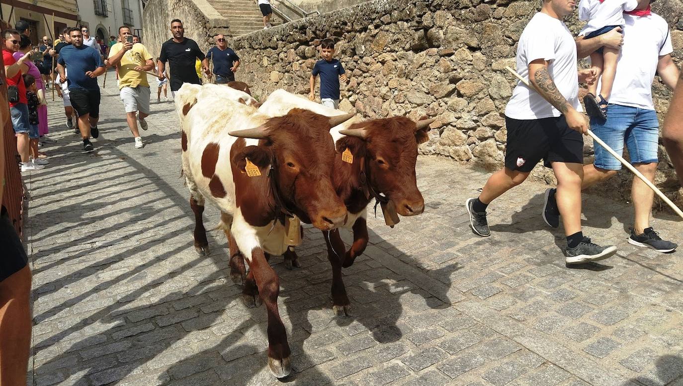 Dos de los bueyes bajando por la Crucera de Santa María hacia la Plaza Mayor.