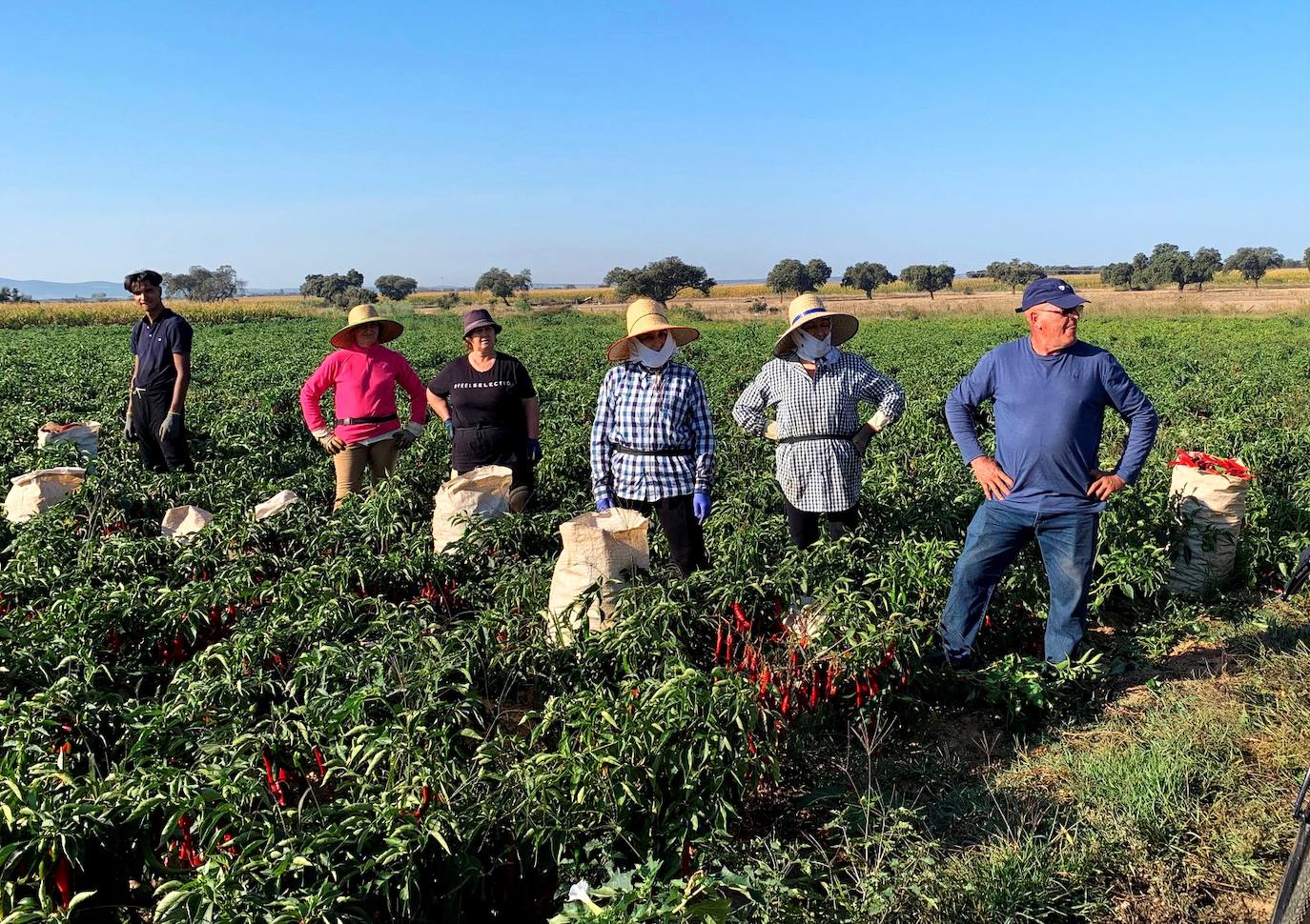 La cosecha de pimiento para pimentón se reducirá un 60% por la climatología