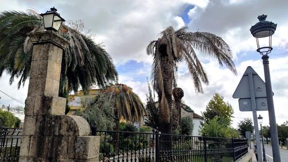 Adiós a las palmeras de la ermita de la Patrona