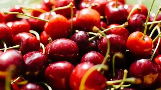 Agricultura impartirá una charla sobre la 'Drosophila Suzukii' o mosca del vinagre