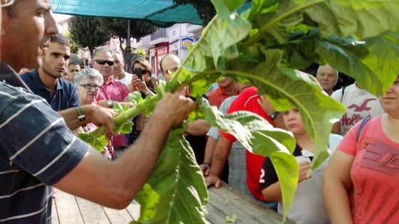 El Concurso del Tabaco y del Pimiento cumple medio siglo de existencia