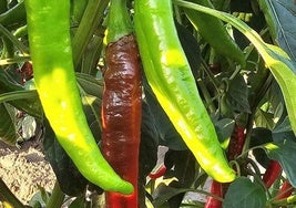 Planta de pimiento para pimentón cultivada en los regadíos jaraiceños del río Tiétar.