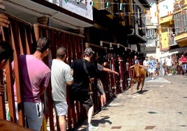 Una de las vaquillas entrando esta mañana en la plaza Mayor jaraiceña.
