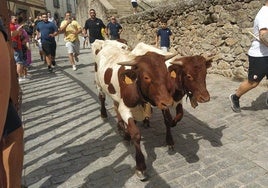 Desfile de bueyes por la Crucera de Santa María.