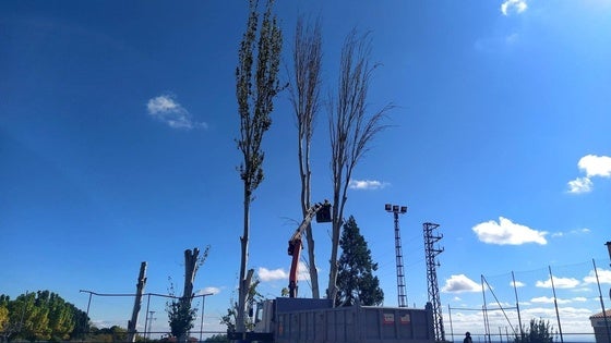 En marcha una campaña de plantación de arbolado