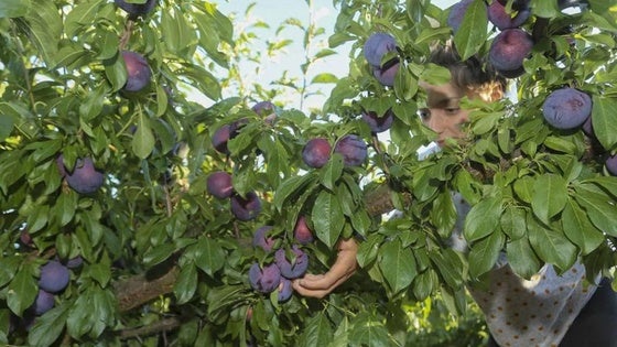 Los parados podrán formarse en agricultura y fruticultura