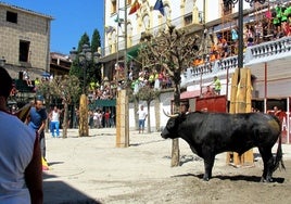 Toros al estilo verato en la Plaza Mayor, que se convierte en coso taurino durante las ferias agosteñas.